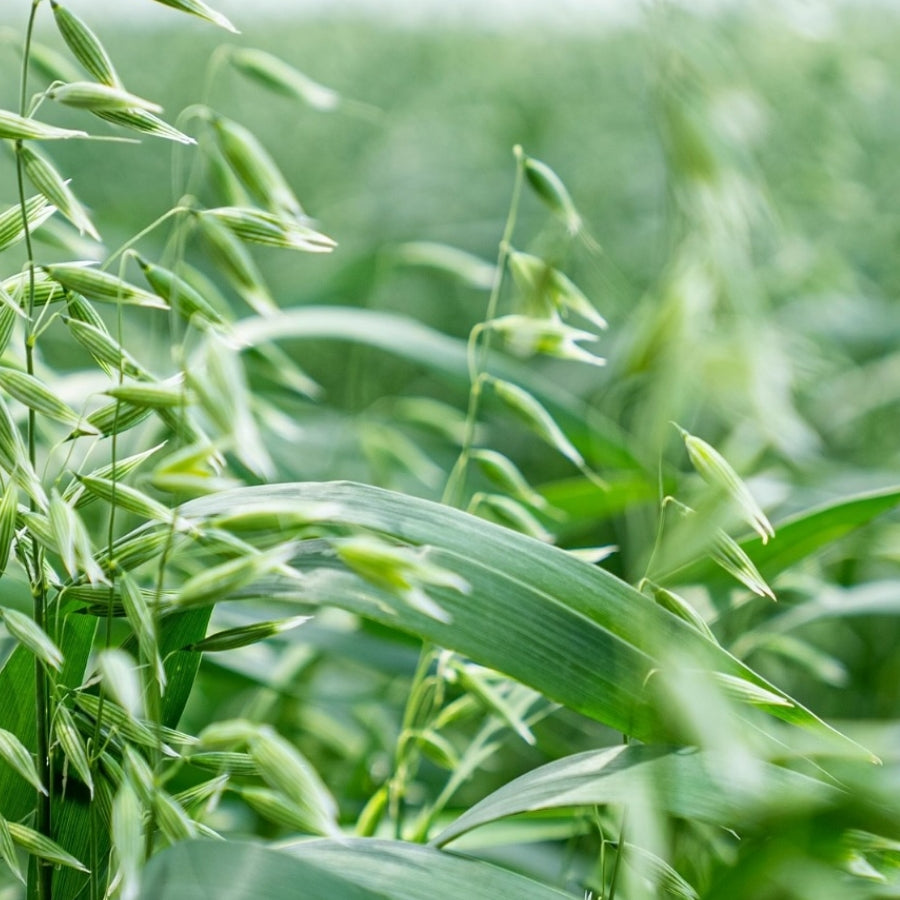 Close-up of green oat plants in a field, swaying gently in the breeze. The lush, vibrant foliage conveys a sense of calm and natural abundance.